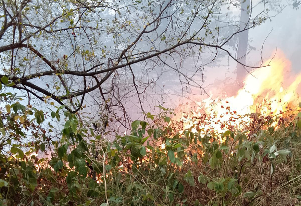 Лес горит в Тавуше (ФОТО)