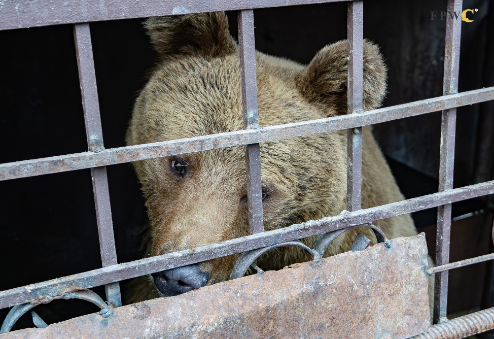 мишка