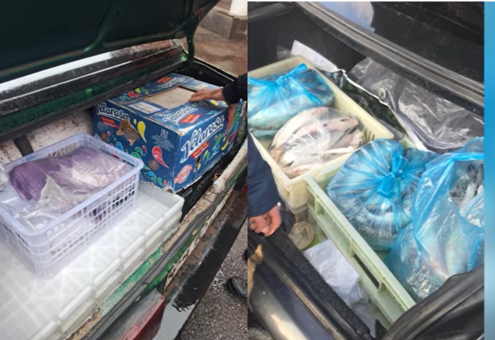 Դեկտեմբերի 6-7-ը ջրային պարեկներն արգելված ժամանահակատվածում ապօրինի որսած 236 սիգ են հայտնաբերել (ՎԻԴԵՈ)