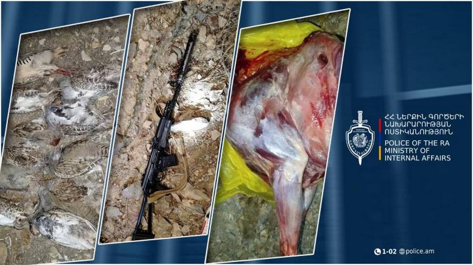 безоаровый козел охотники