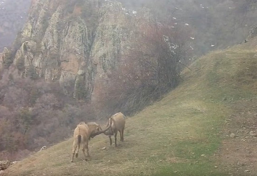 Кадры поединка безоаровых козлов зафиксированы в Хосровском заповеднике (ВИДЕО) 