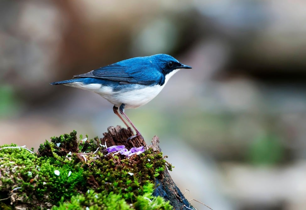 Птицы или кошелек: ученые раскрыли секрет счастья 