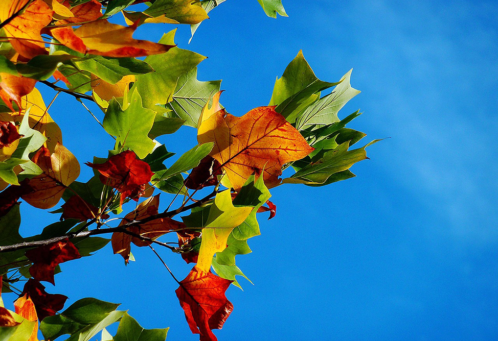 В Армению возвращается «золотая осень»